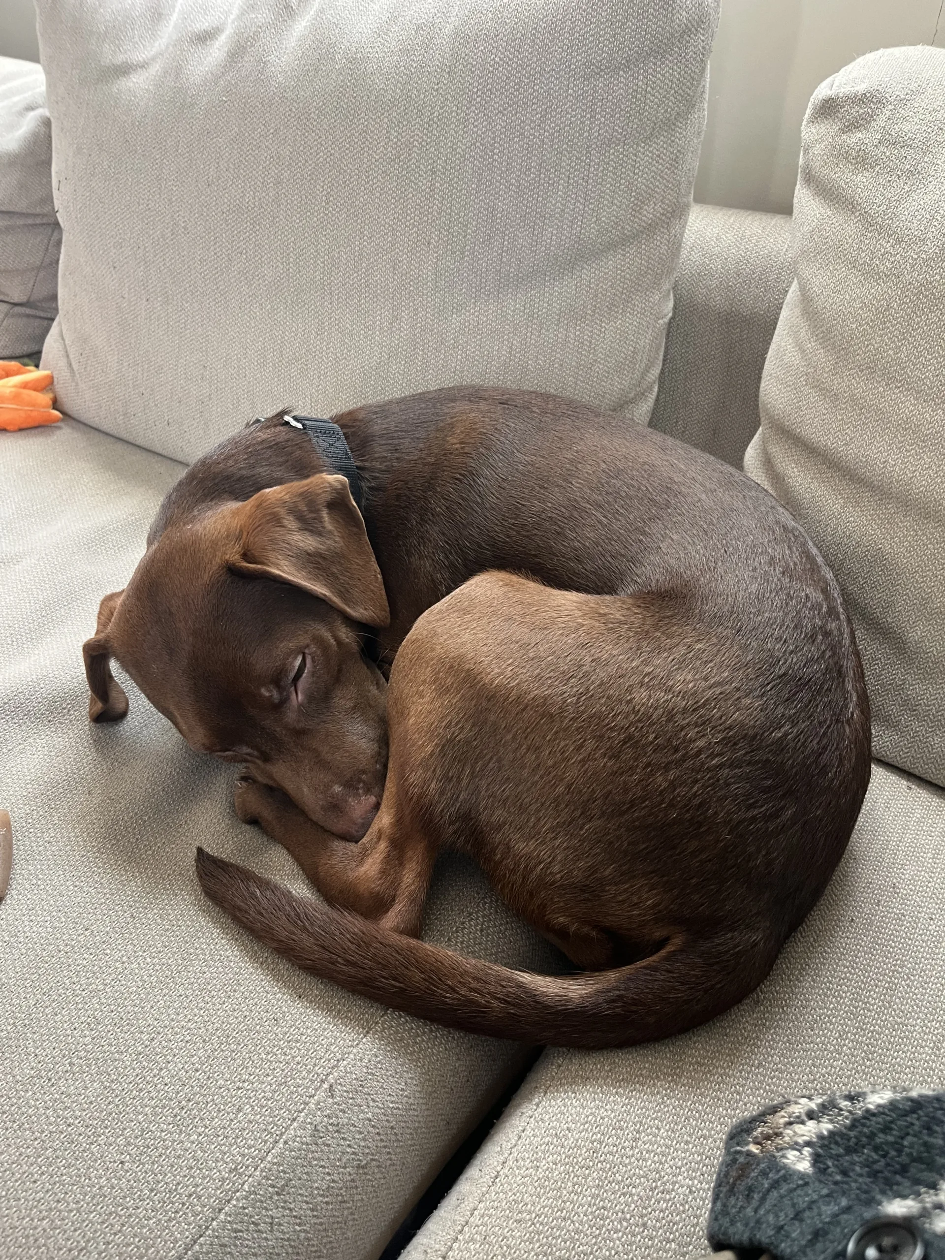 Buddy T. Dog, Delinquent | Foster Diaries 2