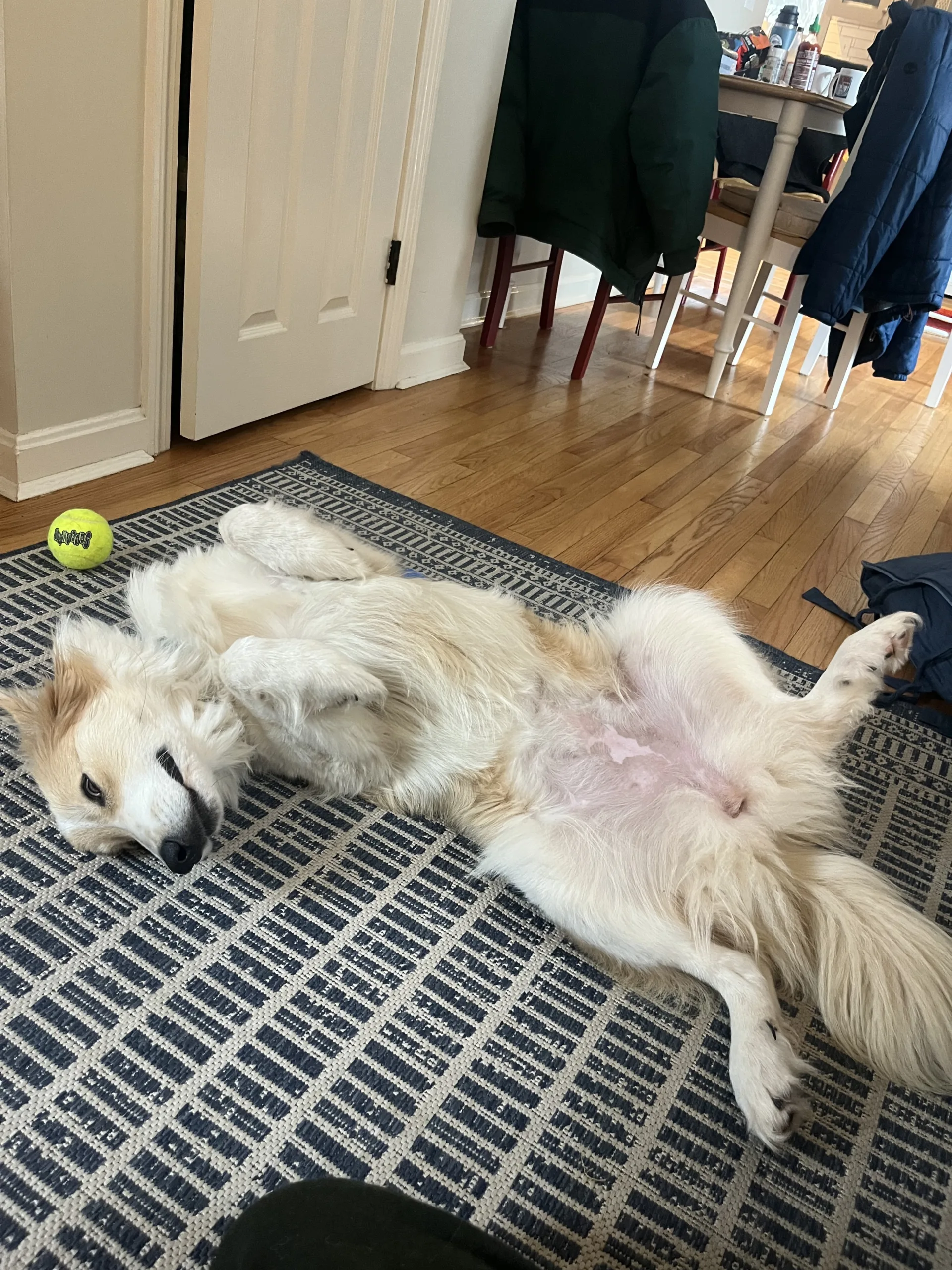 Supermodel Sophie | Foster Diaries 1